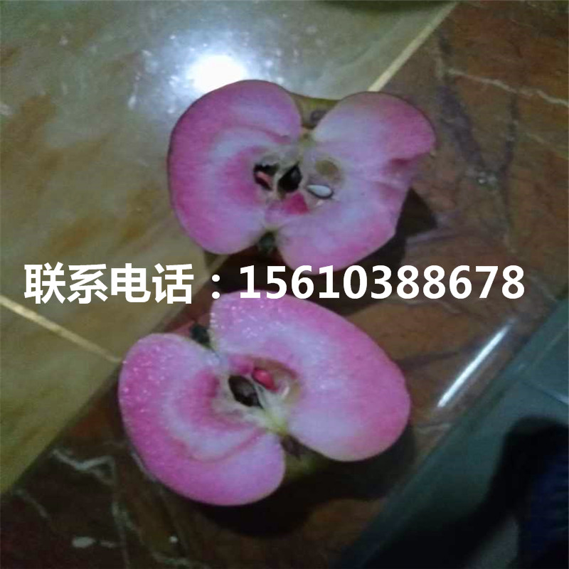 黑鉆蘋(píng)果苗行情、黑鉆蘋(píng)果苗怎么種