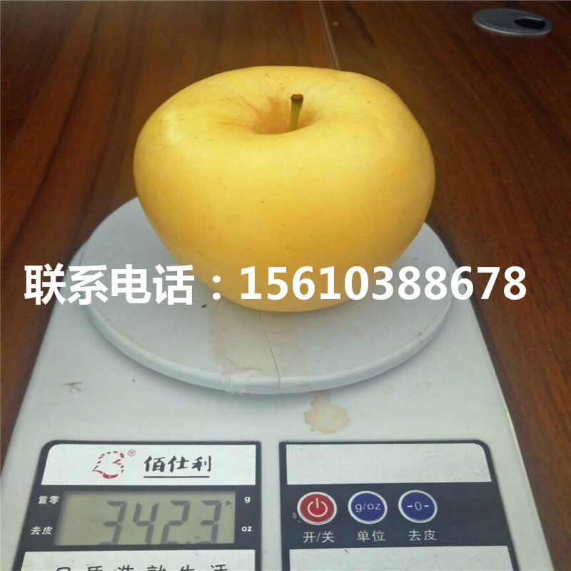 早生富士蘋果苗批發(fā)、早生富士蘋果苗那家好