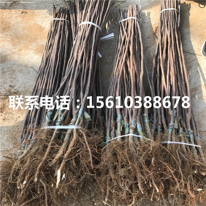 眾成一號蘋果苗價格、眾成一號蘋果苗產(chǎn)地在哪里