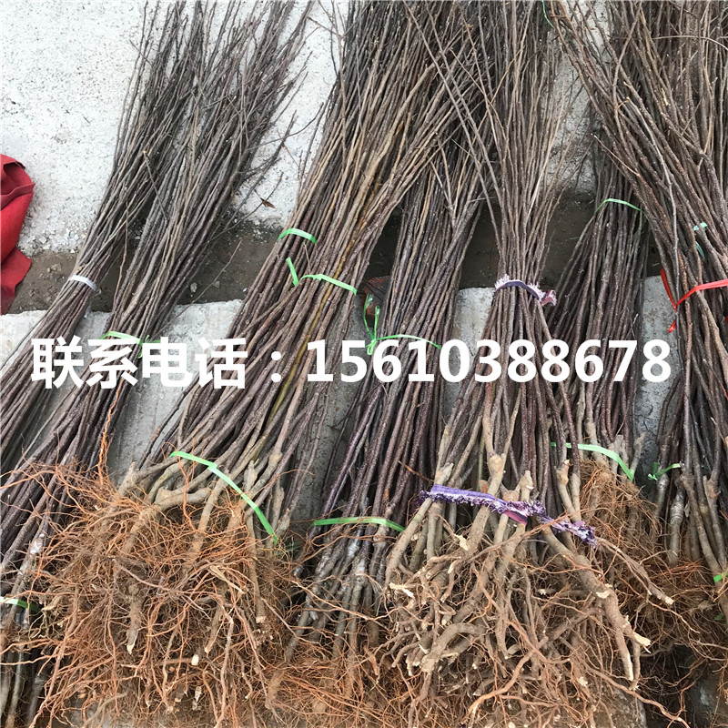 中秋王蘋果苗哪里有賣、中秋王蘋果苗出售
