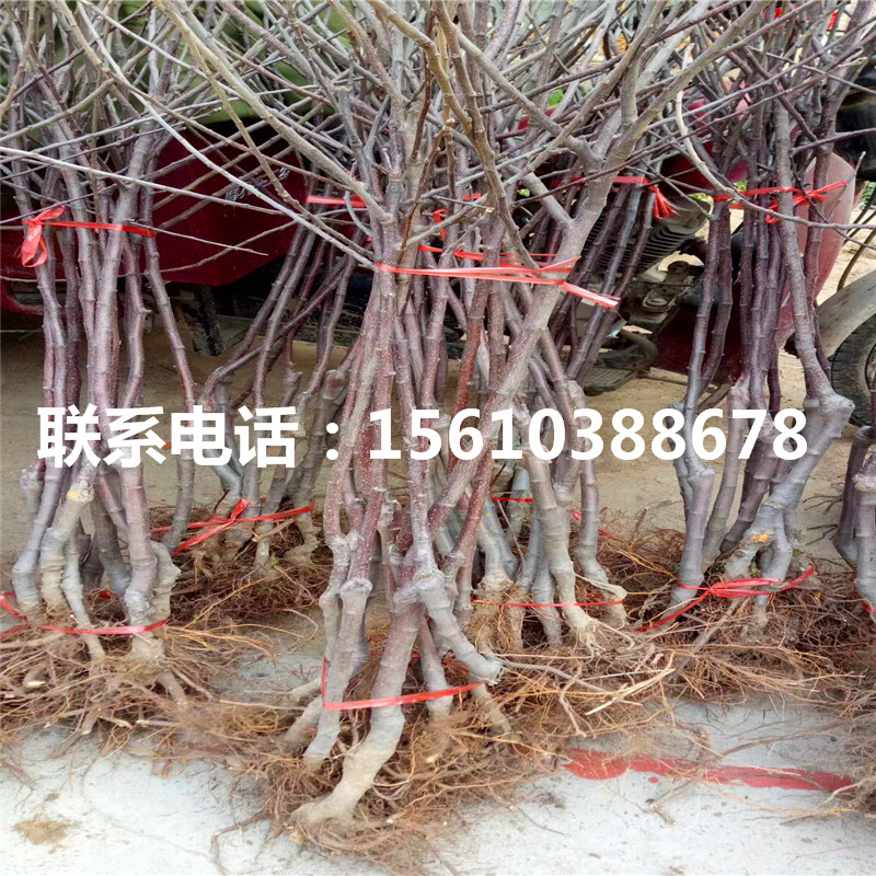 長富蘋果苗出售價格、長富蘋果苗供應(yīng)批發(fā)