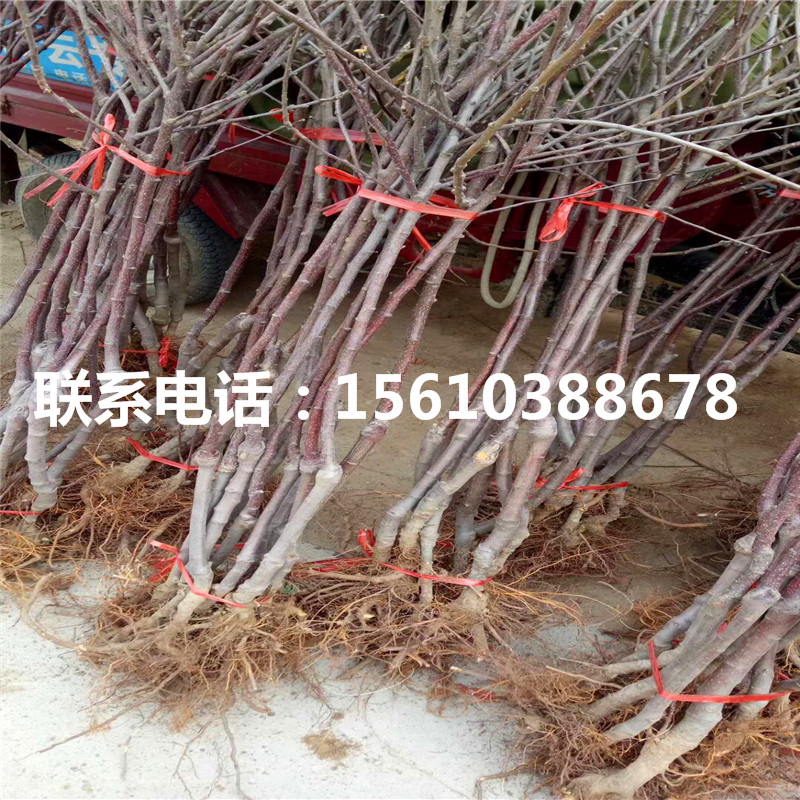 華碩蘋果苗哪里有賣、華碩蘋果苗供應(yīng)批發(fā)