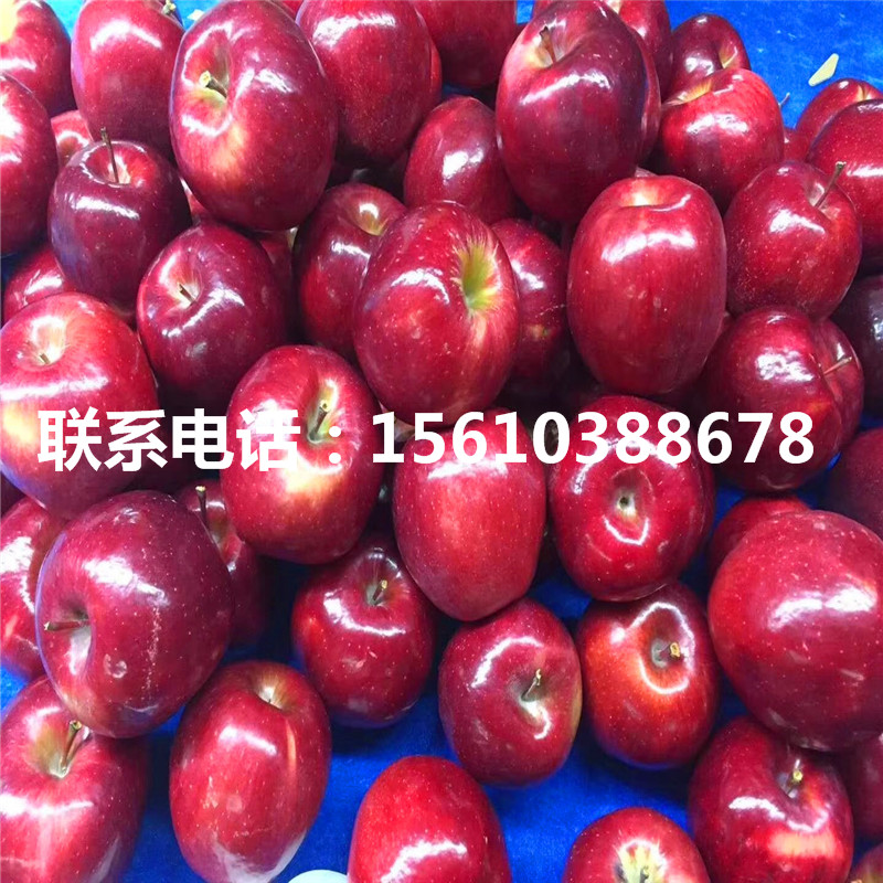 119-06紅肉蘋(píng)果苗品種介紹、119-06紅肉蘋(píng)果苗出售基地