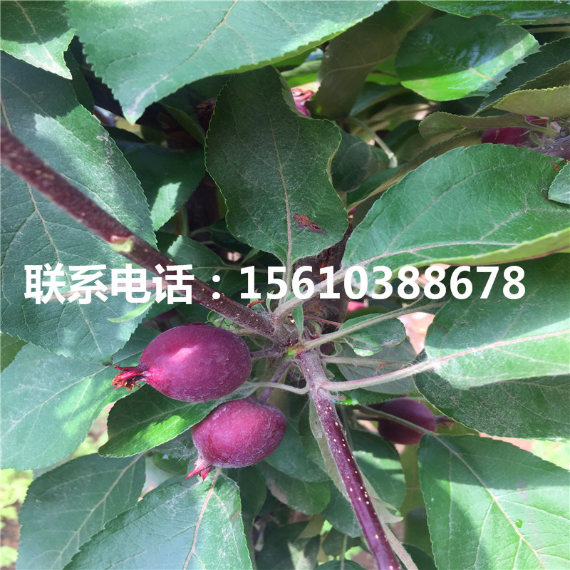 中秋王蘋果苗哪里有賣、中秋王蘋果苗出售