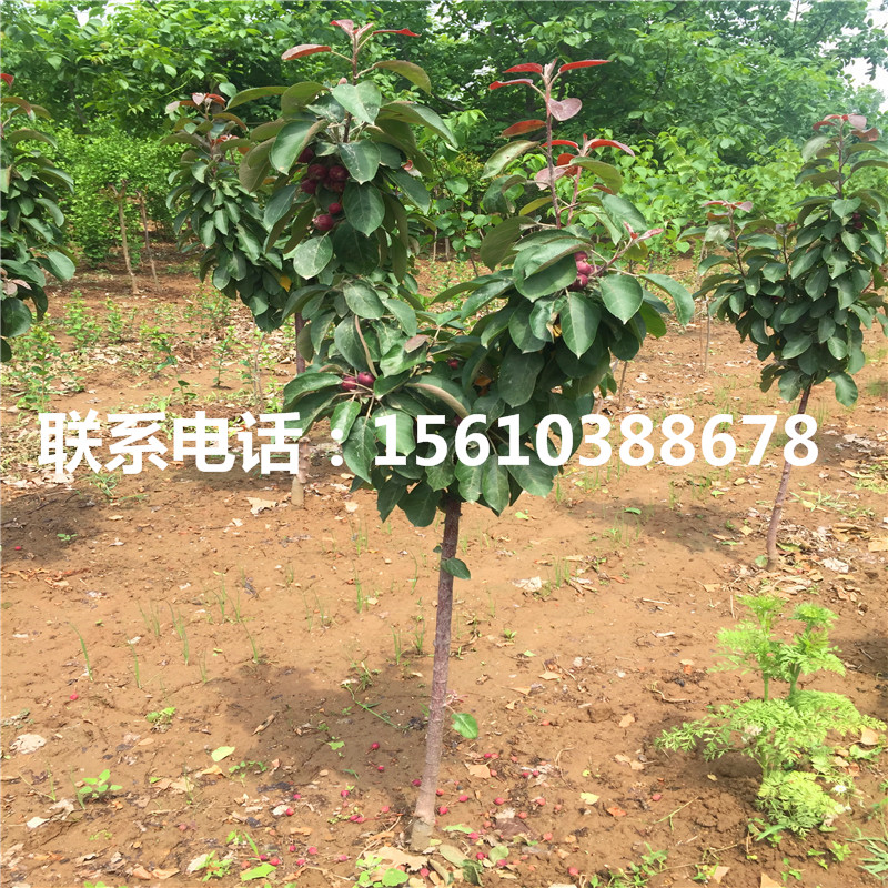 今年黃元帥蘋果苗什么價(jià)格、黃元帥蘋果苗多少錢一棵