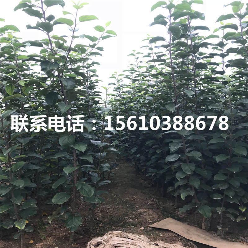 煙富蘋果苗批發(fā)、煙富蘋果苗怎么種