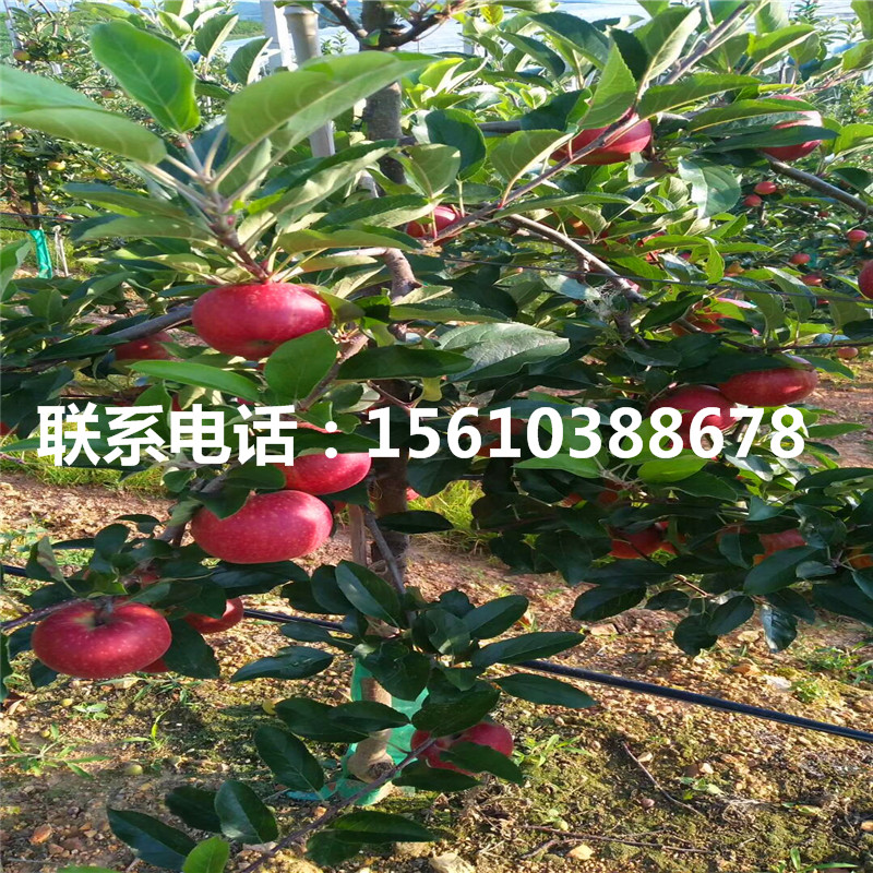 雞心果蘋果苗那種好、雞心果蘋果苗出售基地