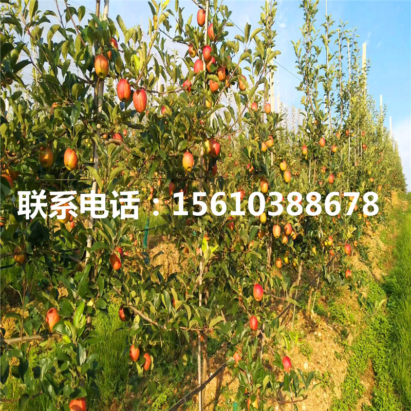 矮化蘋果苗行情、矮化蘋果苗出售基地