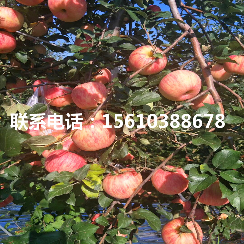 蘋果小苗價格多少、蘋果小苗幾年結果