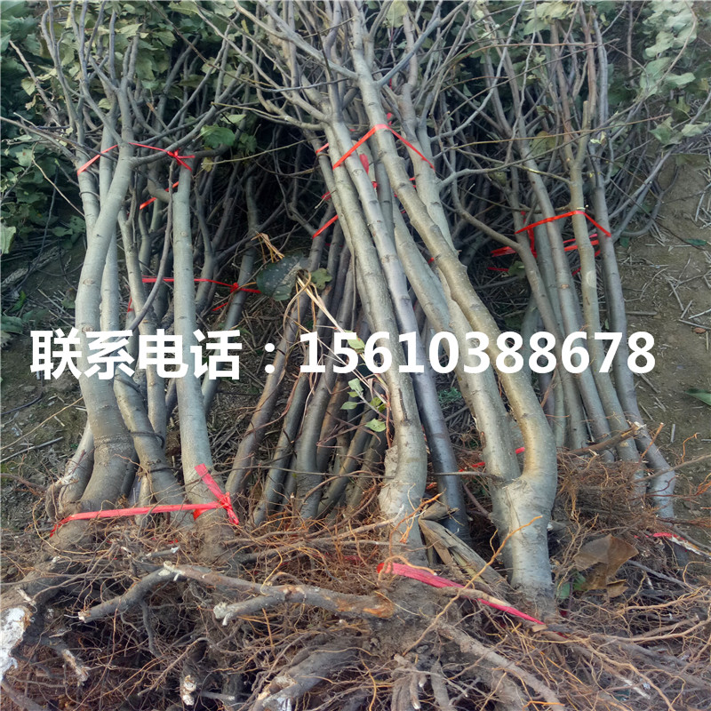 瑞陽蘋果苗那種好、瑞陽蘋果苗產(chǎn)地在哪里