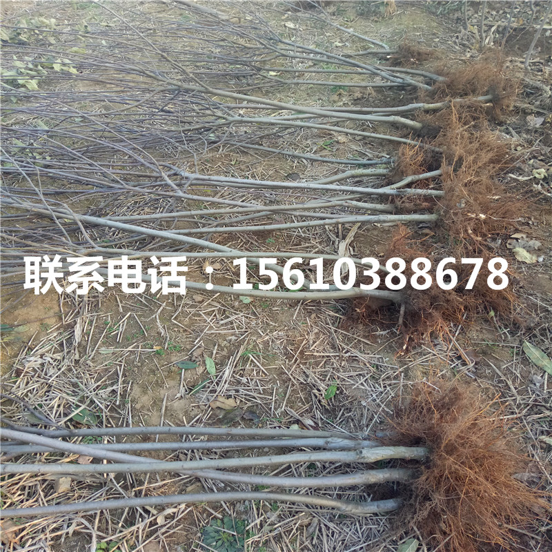 煙富0號蘋果苗簡介、煙富0號蘋果苗多少錢