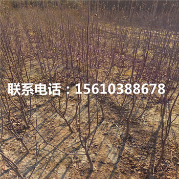 蘋果小苗行情、蘋果小苗報(bào)價(jià)