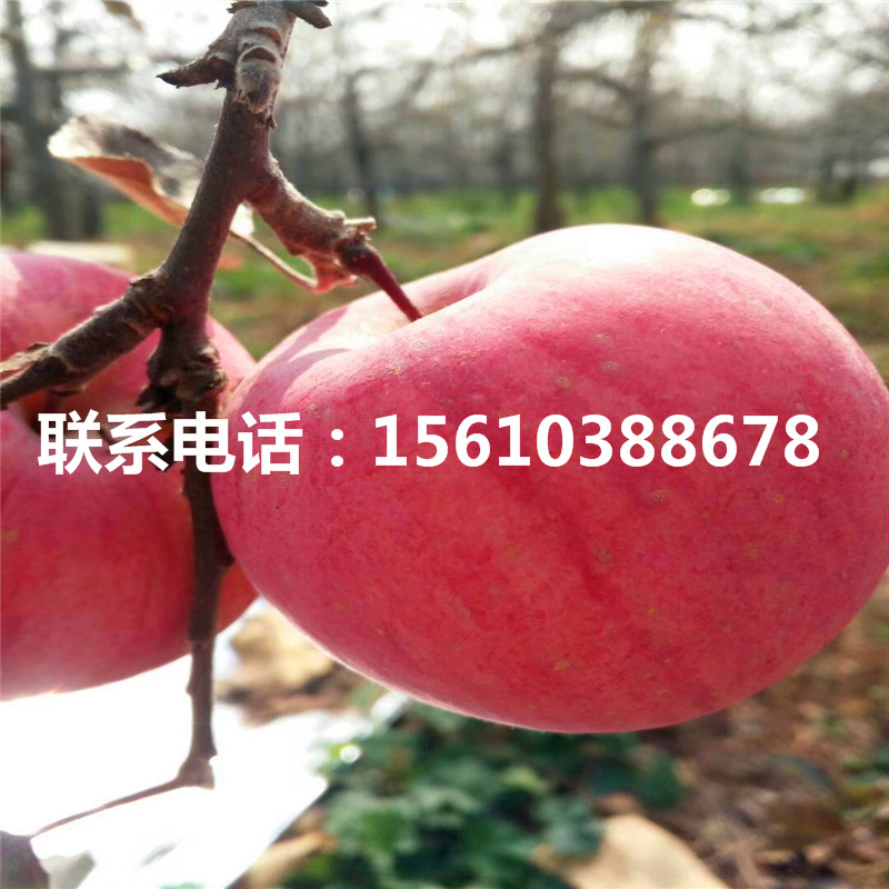 愛妃蘋果苗那種好、愛妃蘋果苗出售基地