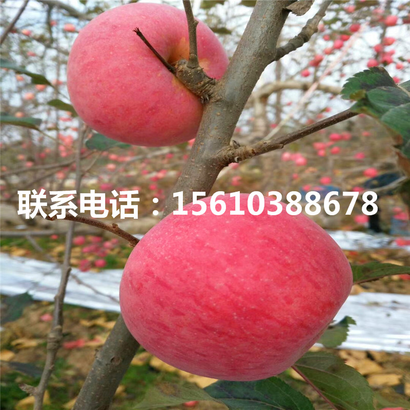 明月蘋果苗管理技術、明月蘋果苗怎么種