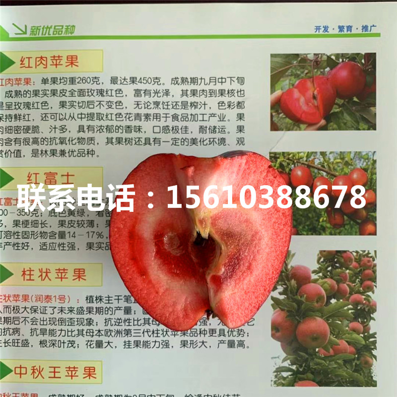 煙富6號(hào)蘋果苗種植基地、煙富6號(hào)蘋果苗出售基地