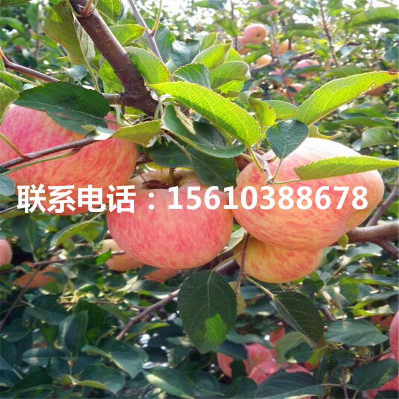 山東華碩蘋果苗、山東華碩蘋果苗基地