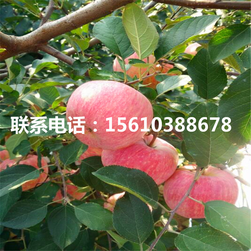 紅色之戀蘋果苗品種介紹、紅色之戀蘋果苗出售
