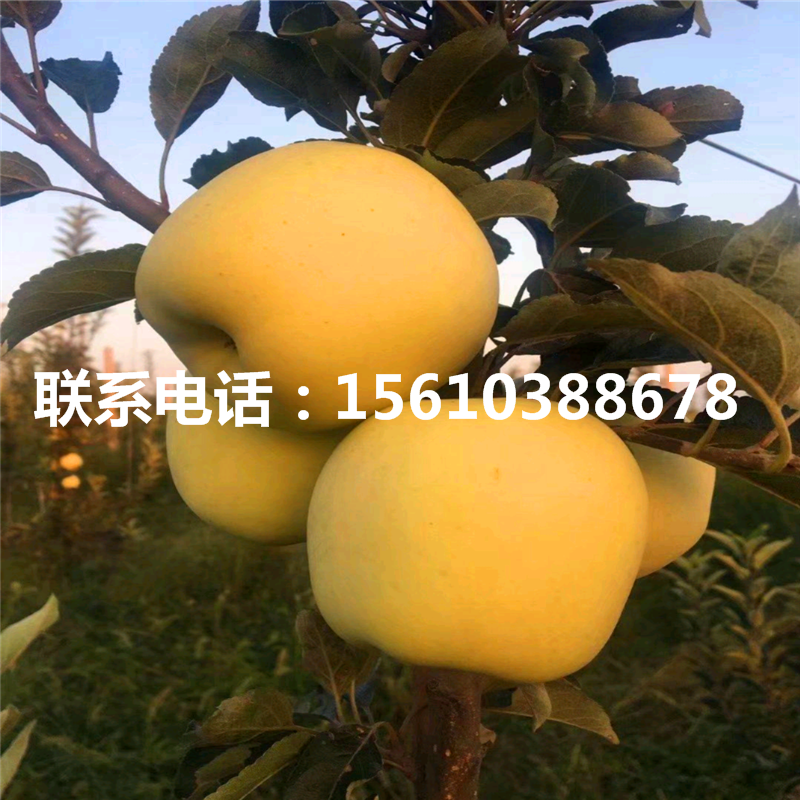 雞心果蘋果苗出售價格、雞心果蘋果苗多少錢