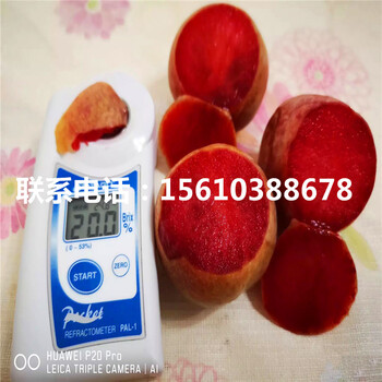 2019年蜂糖李子苗多少錢一棵、蜂糖李子苗價(jià)格
