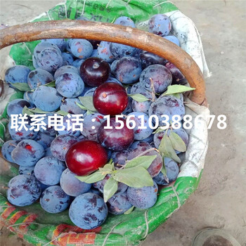 風(fēng)味皇后李子苗出售基地、風(fēng)味皇后李子苗批發(fā)
