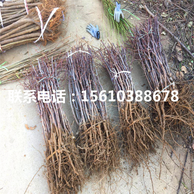 5公分棗樹(shù)苗售價(jià)、5公分棗樹(shù)苗價(jià)格哪里便宜