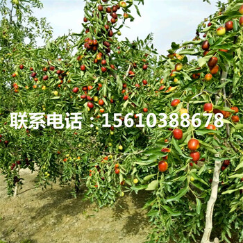 金絲小棗樹(shù)苗出售價(jià)格是多少、金絲小棗樹(shù)苗產(chǎn)量多少