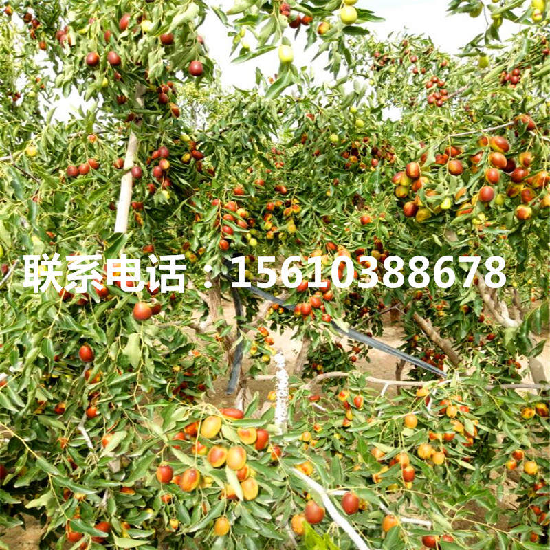 占地棗樹苗行情、占地棗樹苗價格及報價