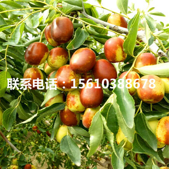 贊皇大棗樹苗出售價格是多少、贊皇大棗樹苗出售基地
