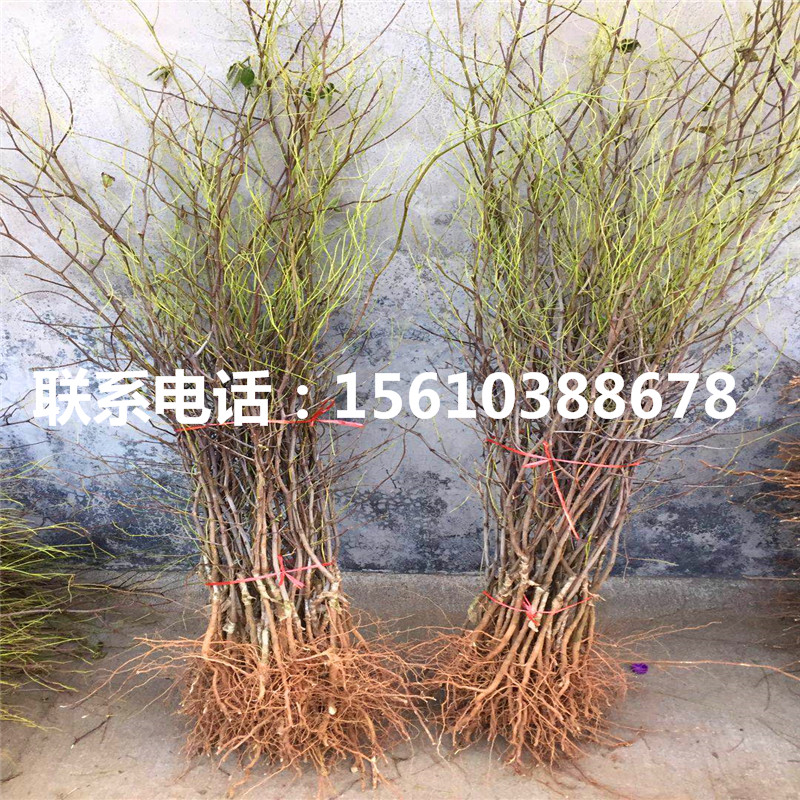 長紅棗樹苗哪里出售、長紅棗樹苗價格及報價