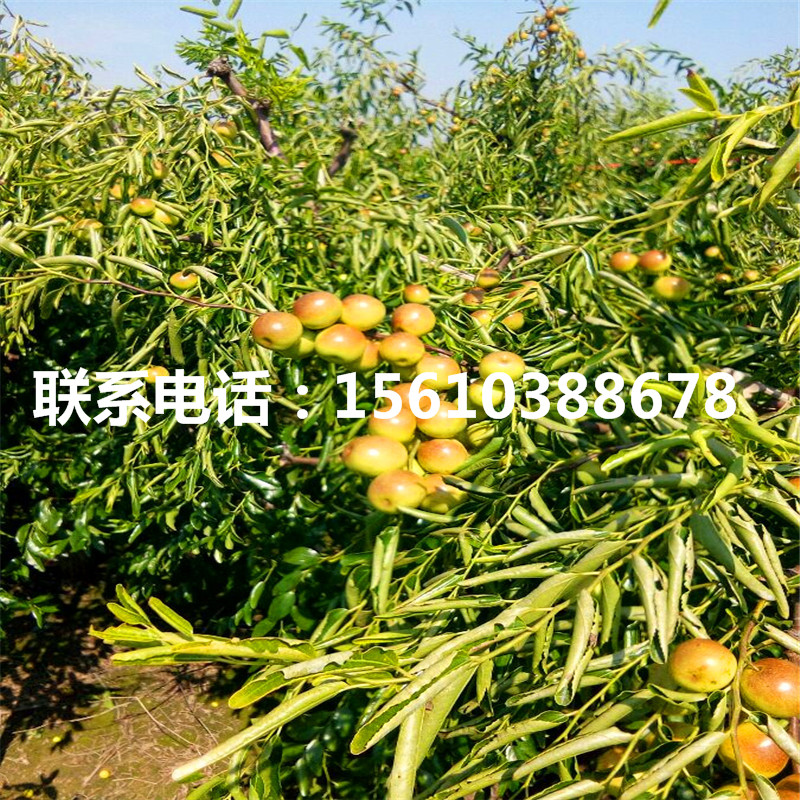 2公分棗樹苗圖片、2公分棗樹苗批發(fā)什么價(jià)格