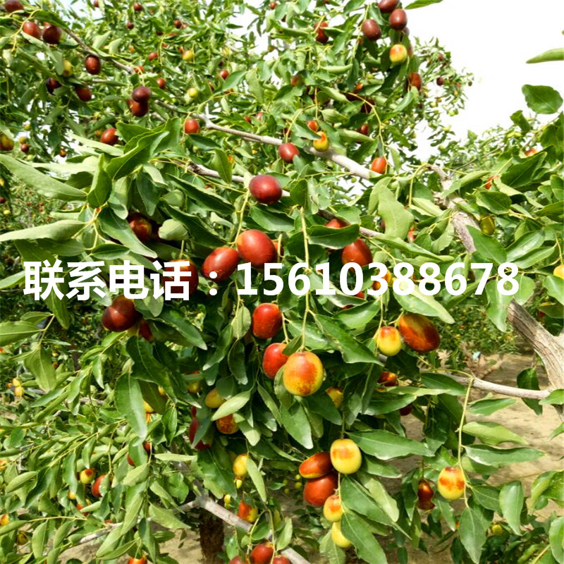 大王棗樹苗一株多少錢、大王棗樹苗銷售價格