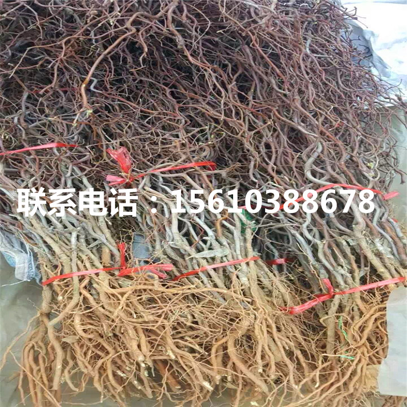 大棗樹苗零售價格、大棗樹苗出售價錢