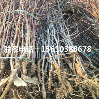 冬棗樹苗一株多少錢、冬棗樹苗多少錢一棵
