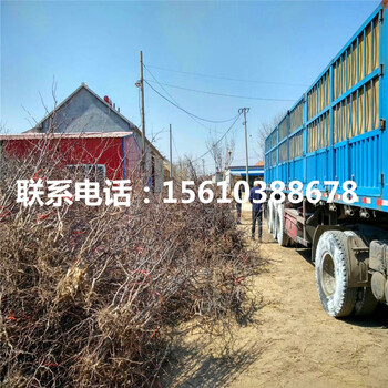 雪棗樹苗附近哪里有、雪棗樹苗多少錢一棵