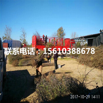 中秋酥脆棗樹苗一株多少錢、中秋酥脆棗樹苗價格及報價