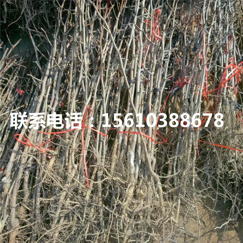 葫芦枣树苗多少钱一株、葫芦枣树苗销售基地