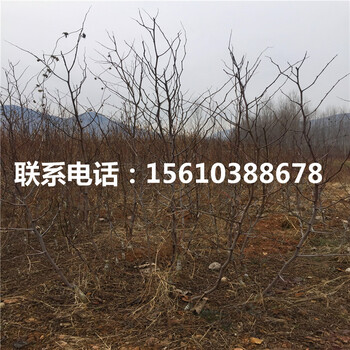 大青棗樹苗出售價(jià)格是多少、大青棗樹苗出售多少錢
