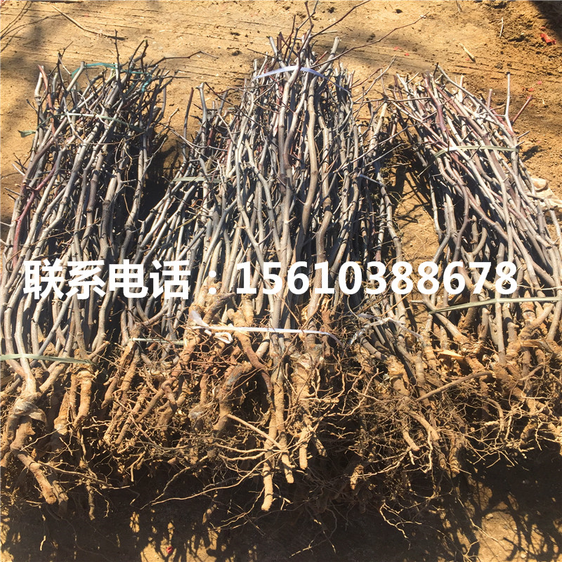 冬棗樹苗零售價(jià)格、冬棗樹苗產(chǎn)量多少