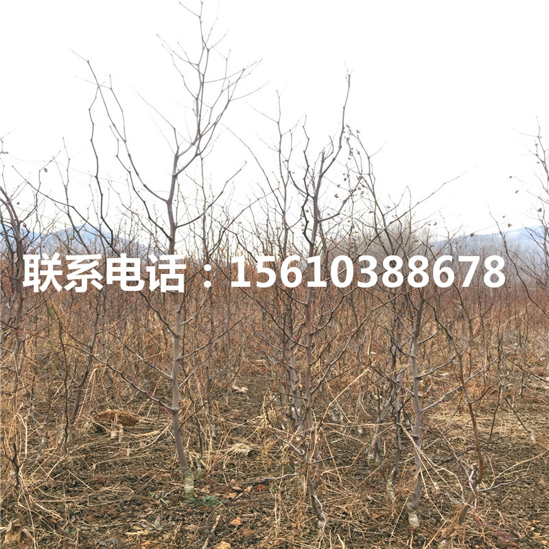 龍棗樹苗行情、龍棗樹苗種植技術(shù)