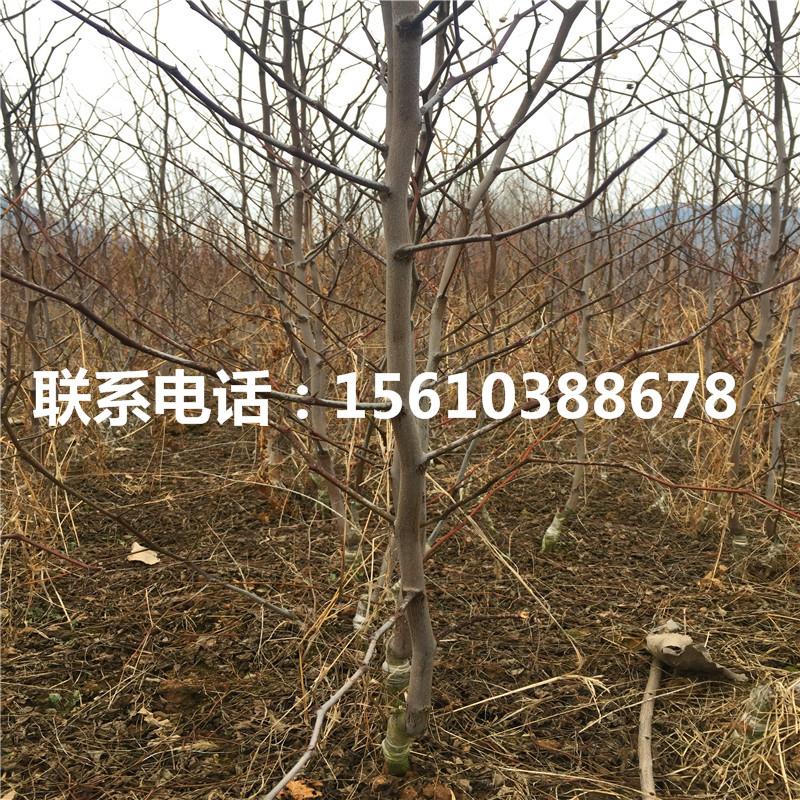 月光棗樹苗圖片、月光棗樹苗什么價(jià)格