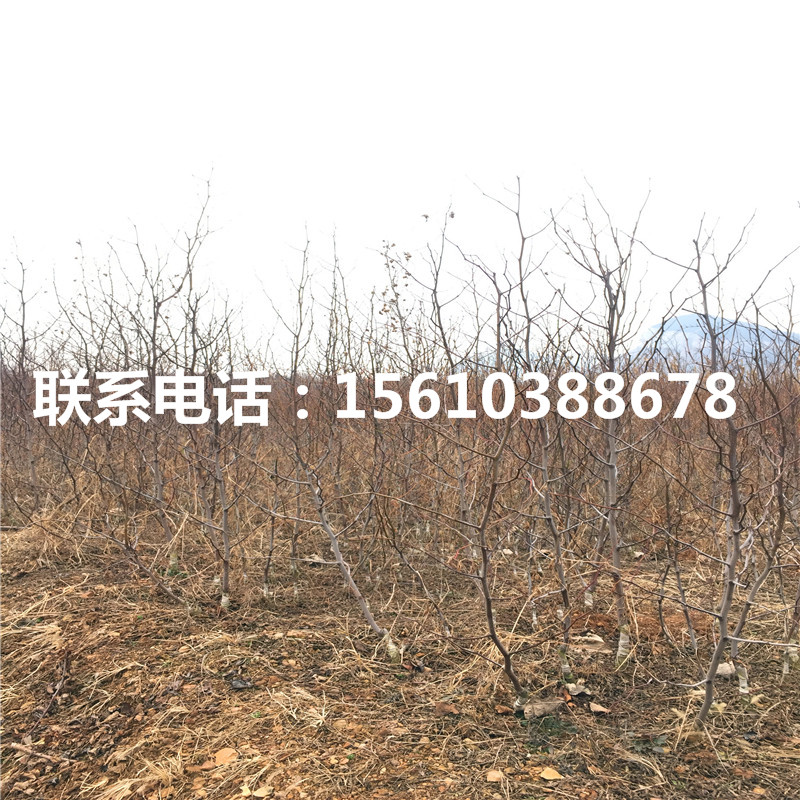 龍棗樹苗出售價(jià)格是多少、龍棗樹苗產(chǎn)量多少