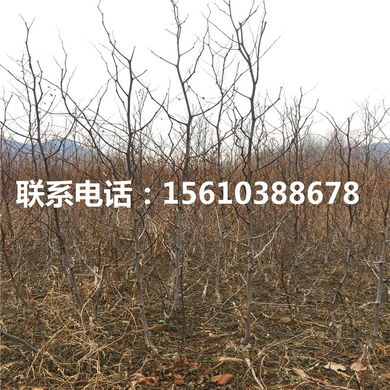 龍棗樹苗出售價(jià)格是多少、龍棗樹苗產(chǎn)量多少