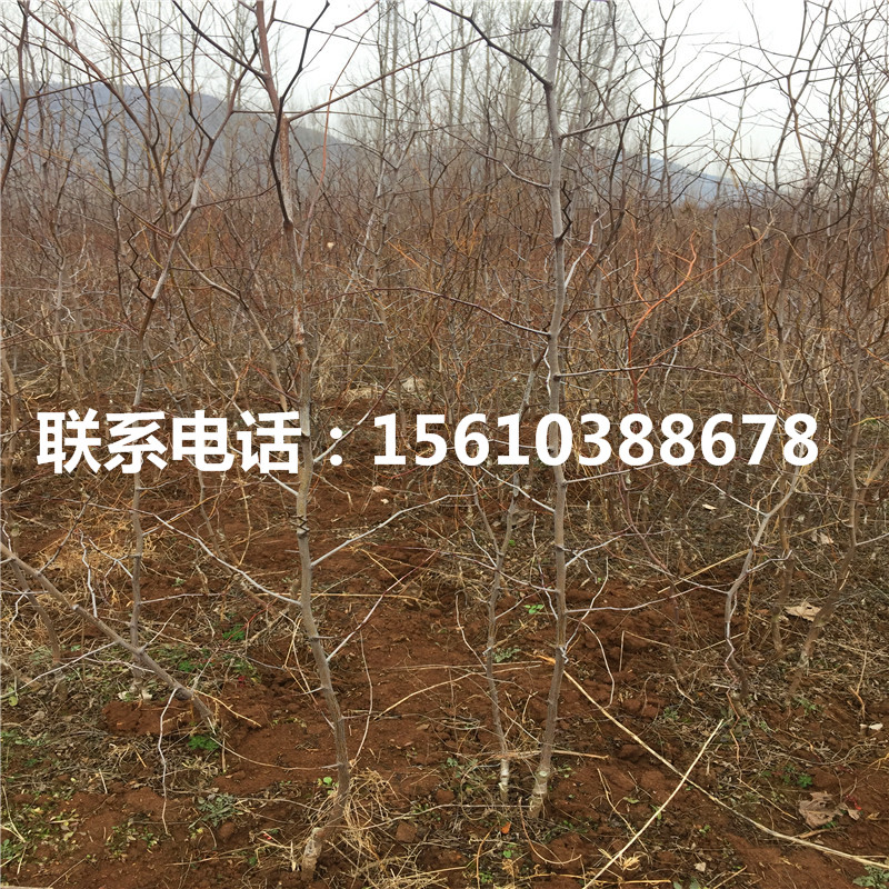 5公分棗樹(shù)苗批發(fā)出售、5公分棗樹(shù)苗哪里批發(fā)