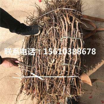 金絲小棗樹苗多少錢一株、金絲小棗樹苗什么品種好