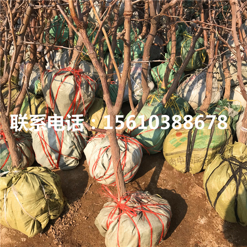 月光棗樹(shù)苗圖片、月光棗樹(shù)苗出售多少錢(qián)