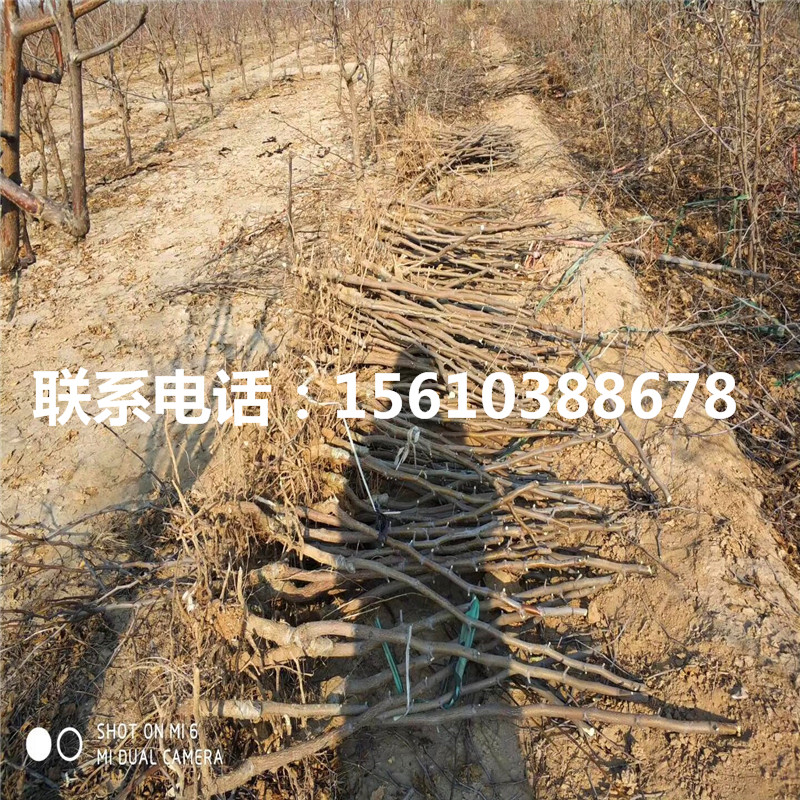 棗苗批發(fā)出售、棗苗哪里有賣的