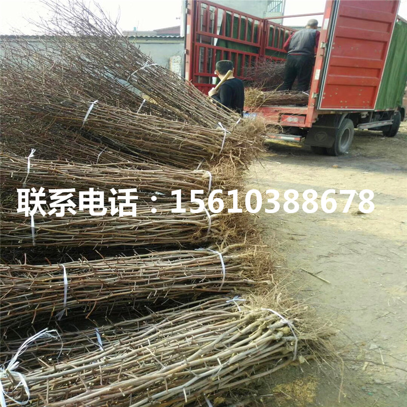 大棗樹(shù)苗供應(yīng)商、大棗樹(shù)苗多少錢一棵