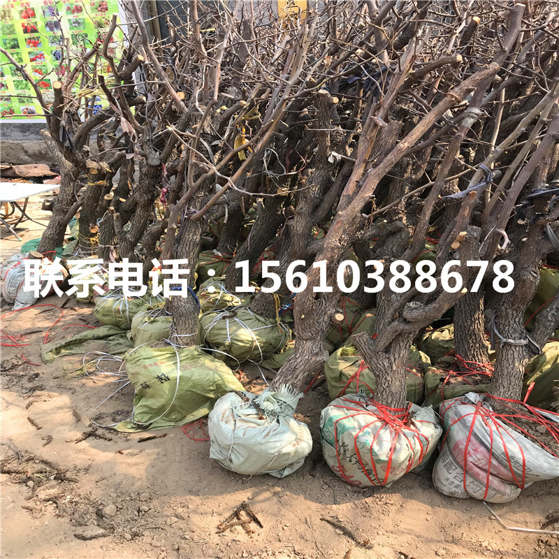 月光棗樹(shù)苗圖片、月光棗樹(shù)苗出售多少錢(qián)