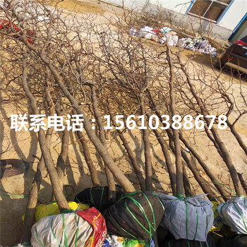 3公分棗樹(shù)苗一株多少錢、3公分棗樹(shù)苗出售價(jià)錢