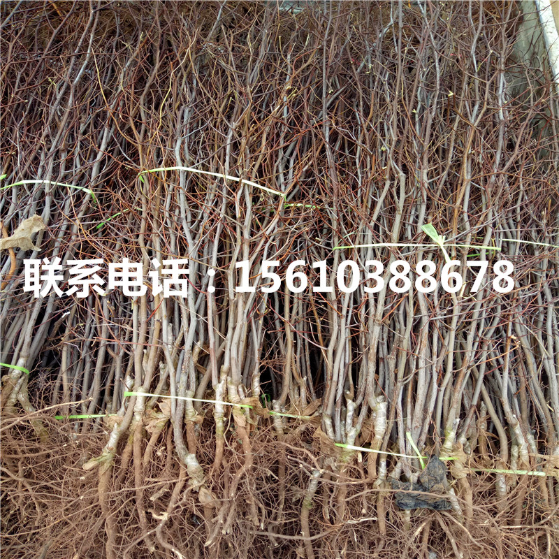 沾化冬棗樹苗出售價(jià)格是多少、沾化冬棗樹苗批發(fā)價(jià)格